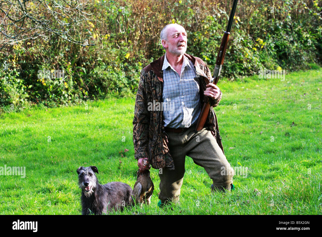 Pheasant hunter holds shot gun and shot dead pheasant with large working dog behind during a driven game bird shoot Devon Stock Photo