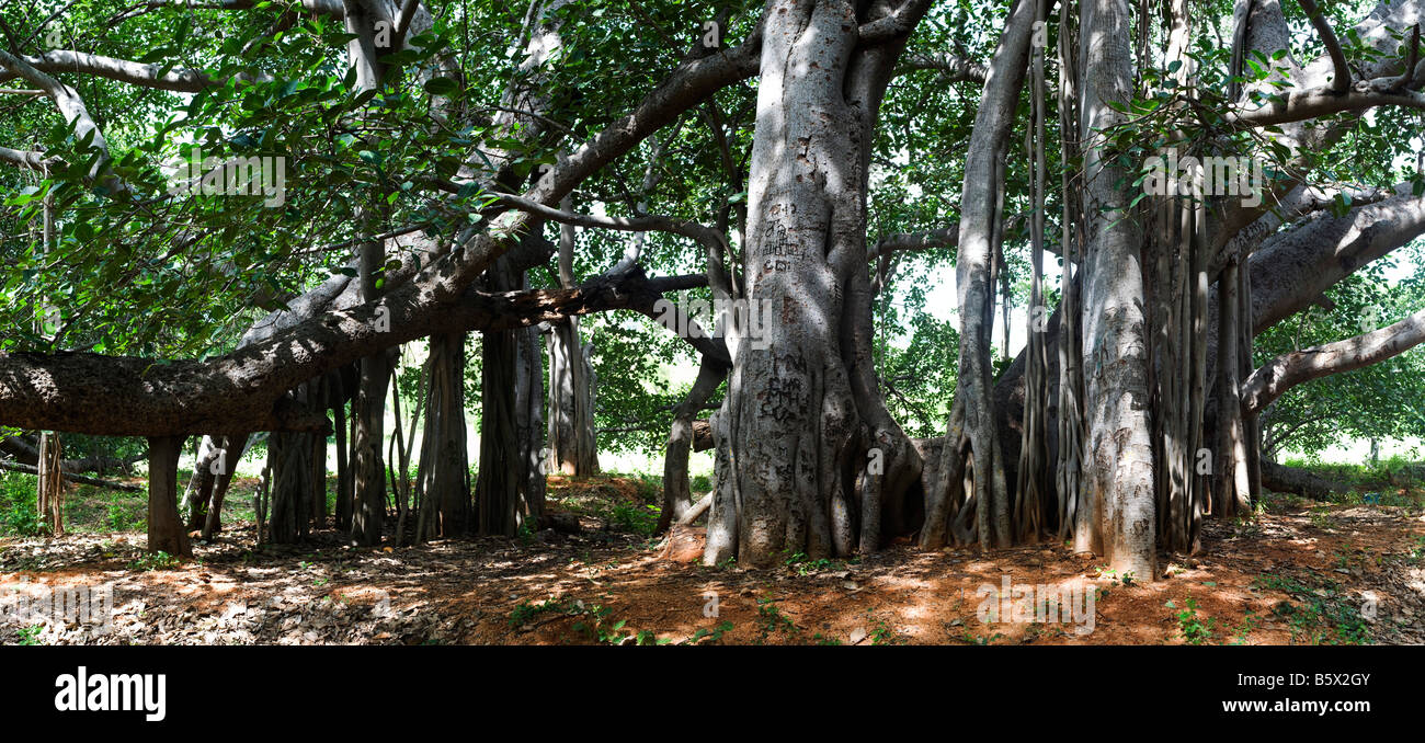 Ficus Benghalensis. Thimmamma Marrimanu banyan tree, Near Kadiri
