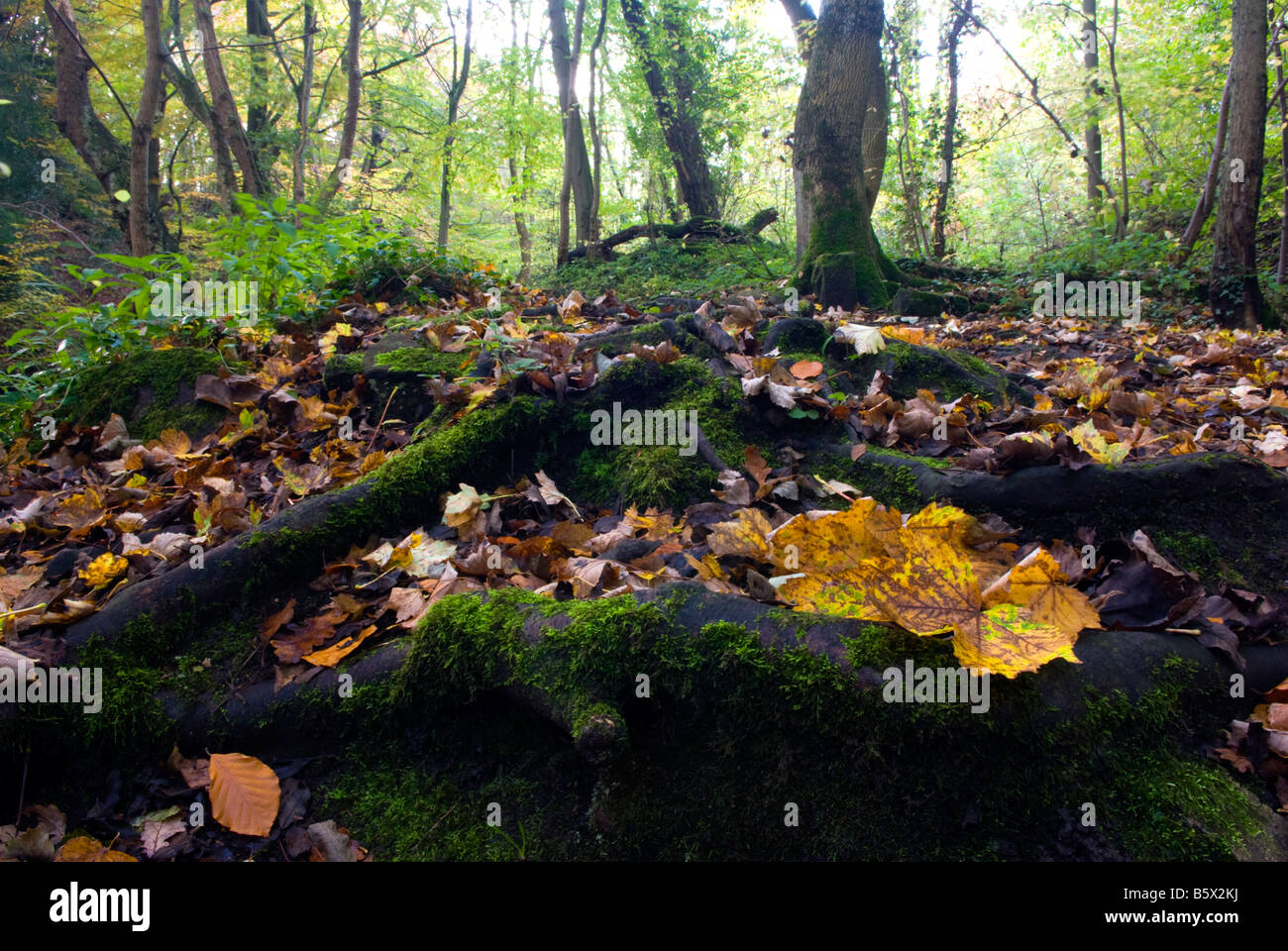 Autumn leaves in a tree stump in the Rivelin Valley, Sheffield, England Stock Photo