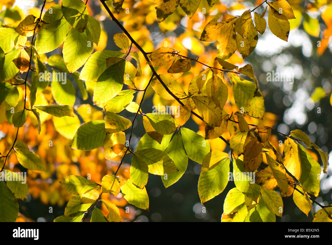 Leaves in their Autumn or fall colour Stock Photo