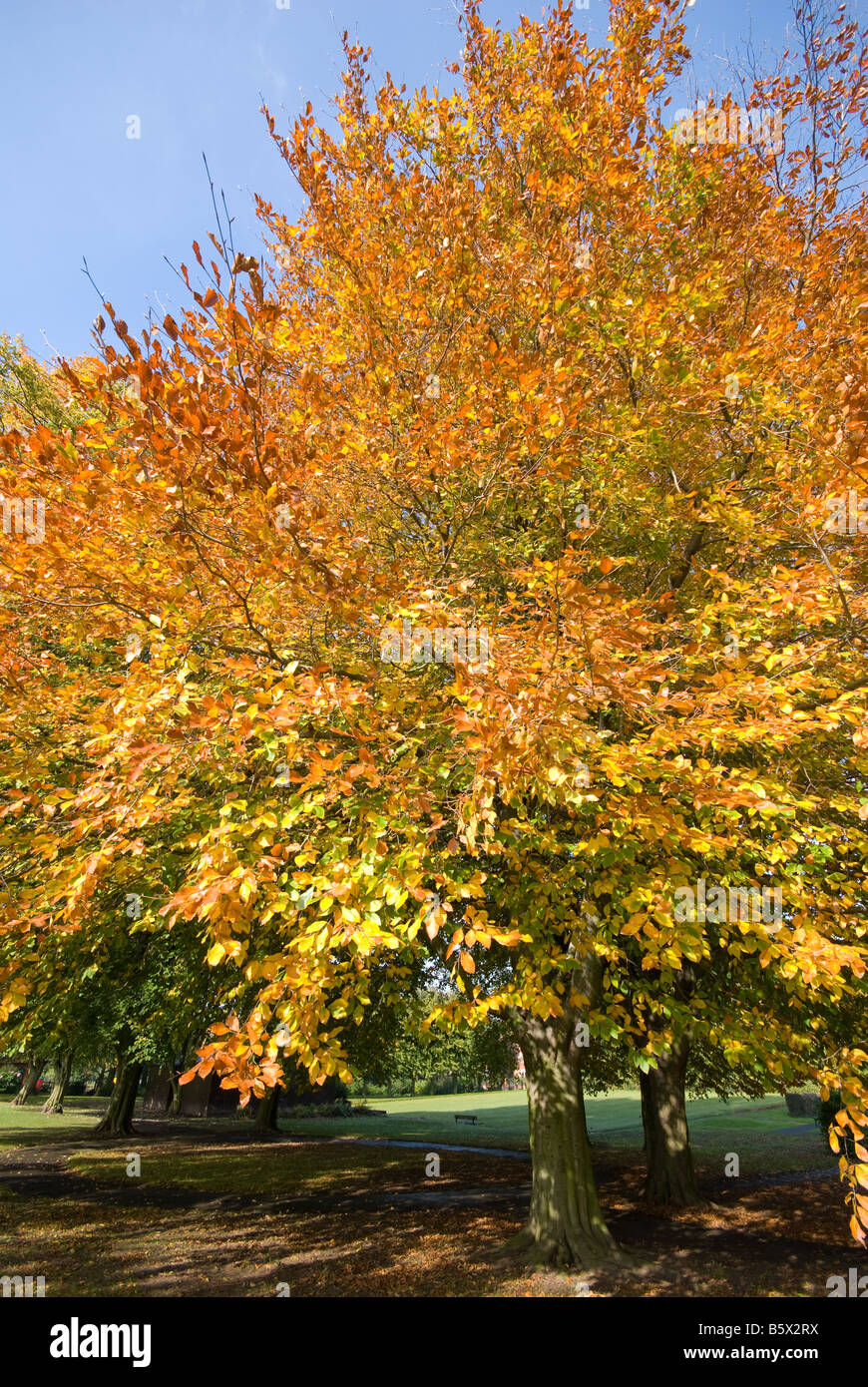 Leaves in their Autumn or fall colour Stock Photo