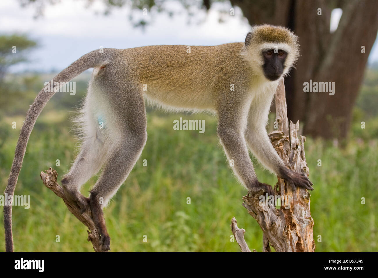 A male Velvet monkey balancing on a tree stump Stock Photo Alamy