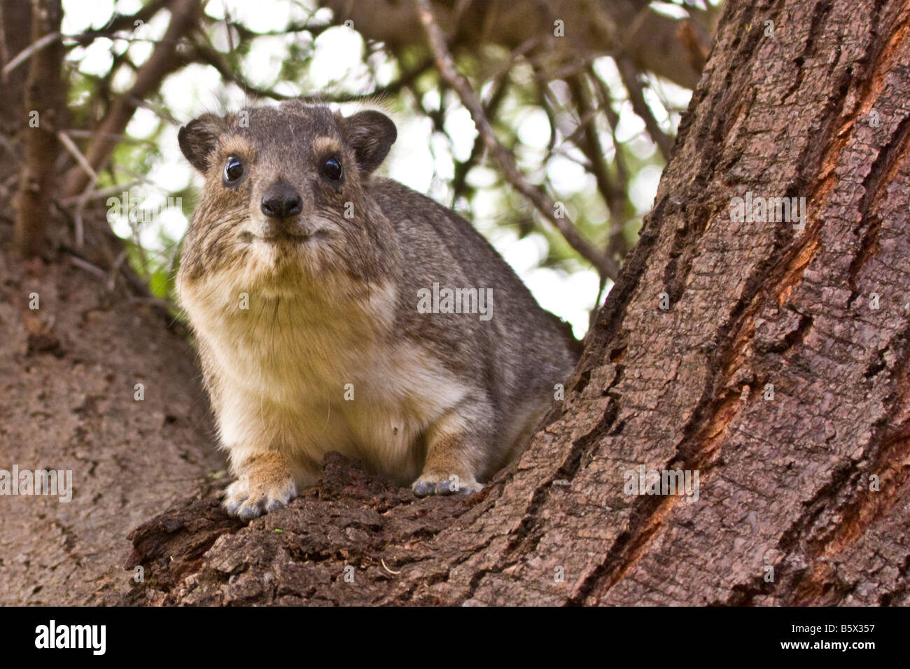 A Hyrax in a tree Stock Photo