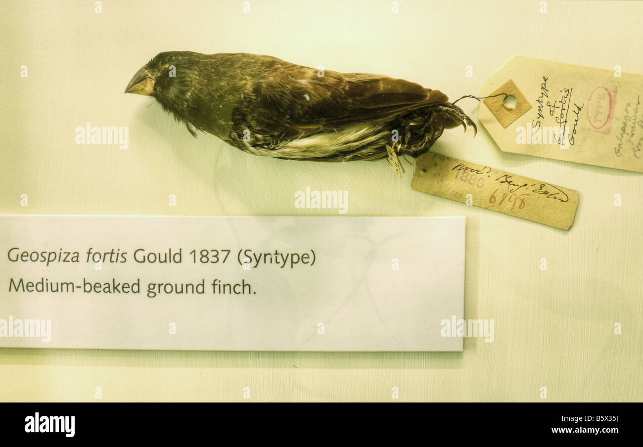Galapagos Finch collected by Charles Darwin during the voyage of the Beagle Stock Photo