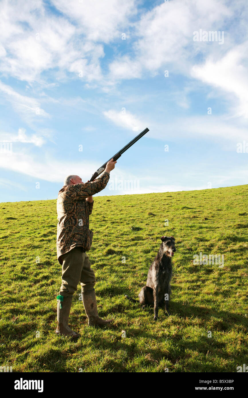 Pheasant hunter shooting shotgun skywards at driven pheasants as