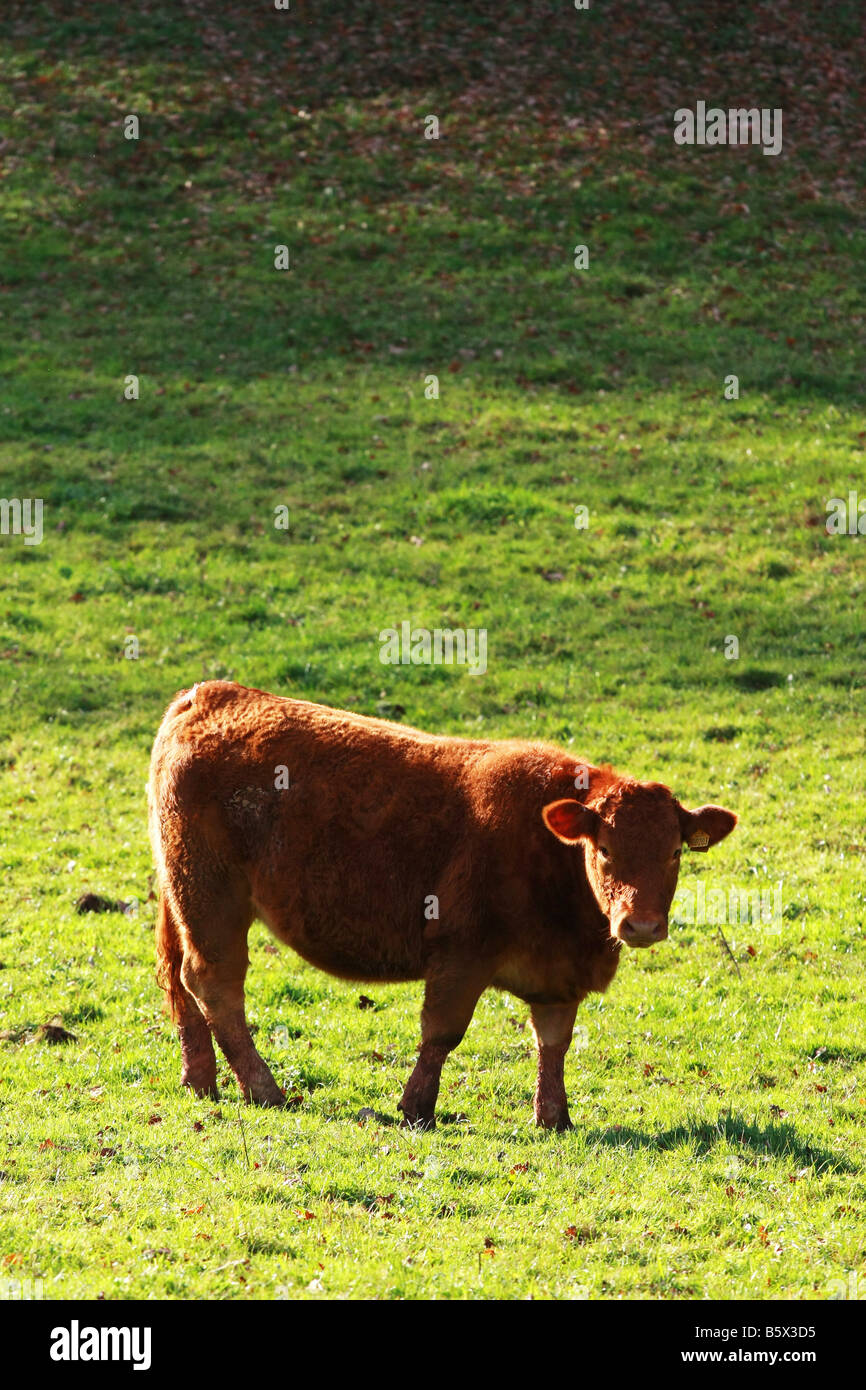 South Devon heifer young red cow standing alone in sunlit field on ...