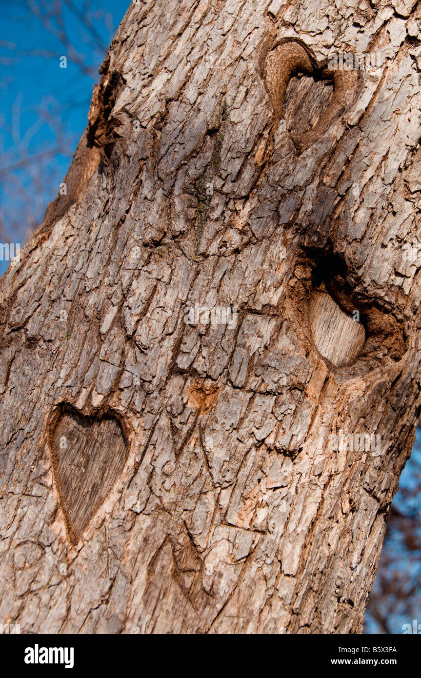 Hearts forever carved into the trunk of a tree,tattooing the eternity of passer by's love . Stock Photo