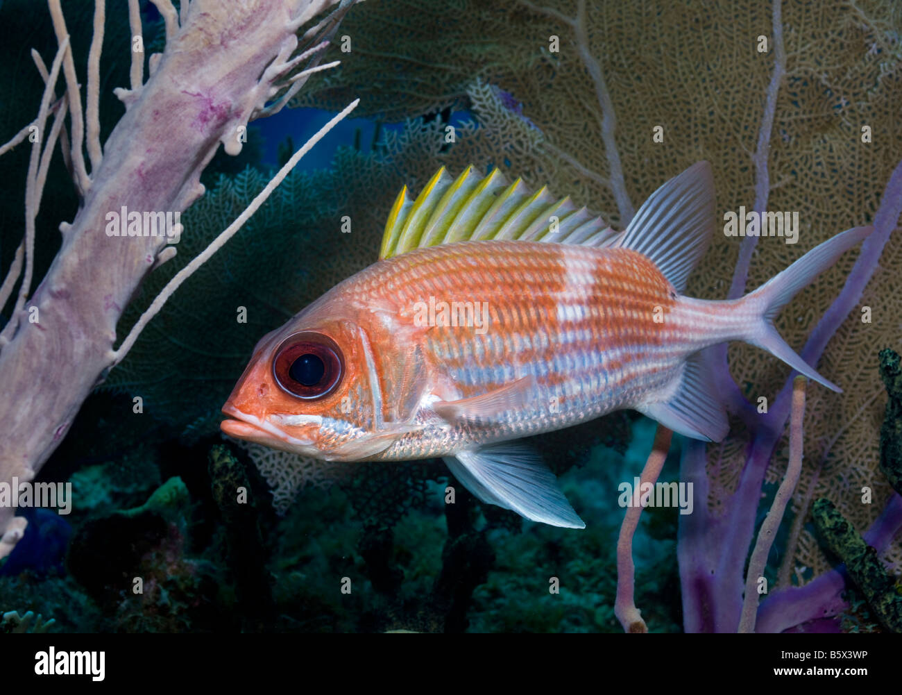 Squirrelfish (Holocentrus adscensionsis) in the shelter of a Sea plume (Pseudopterogorgia spp.), Bloody Bay, Little Cayman Stock Photo