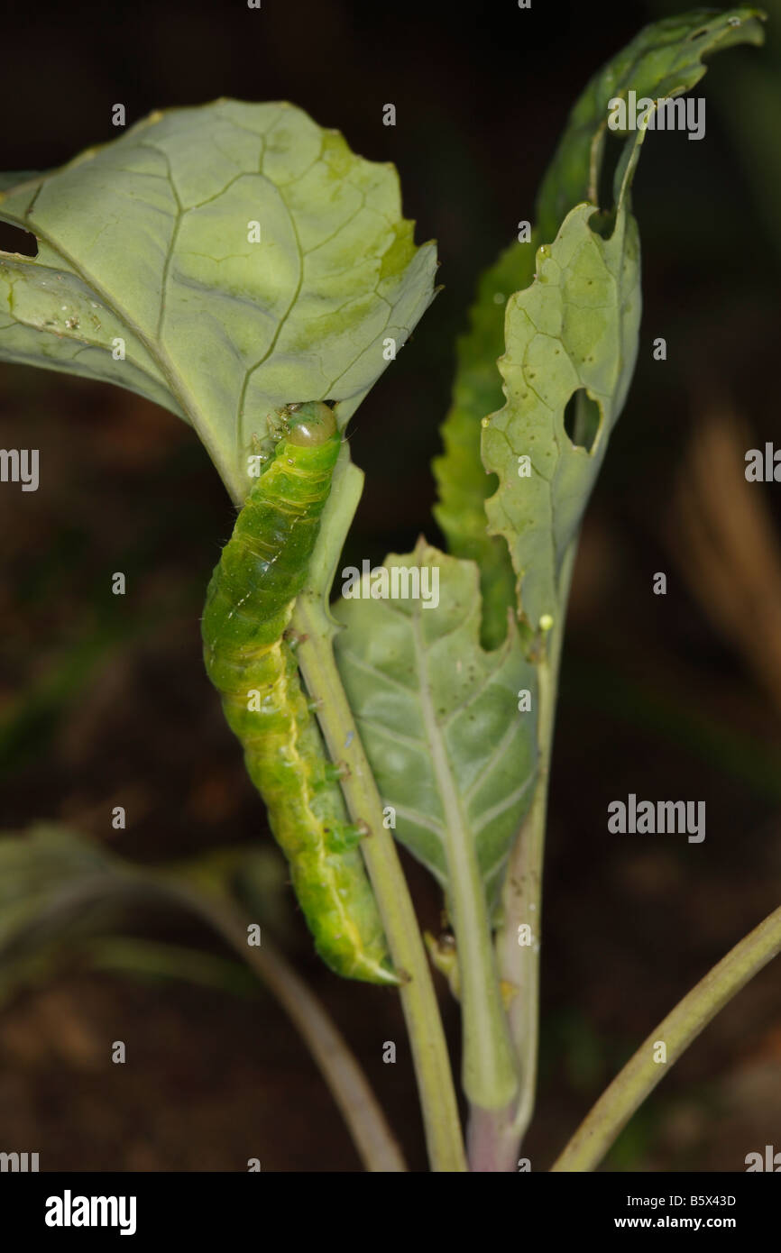 CUTWORM Noctuid caterpillar FEEDING ON YOUNG CABBAGE PLANT AT NIGHT Stock Photo