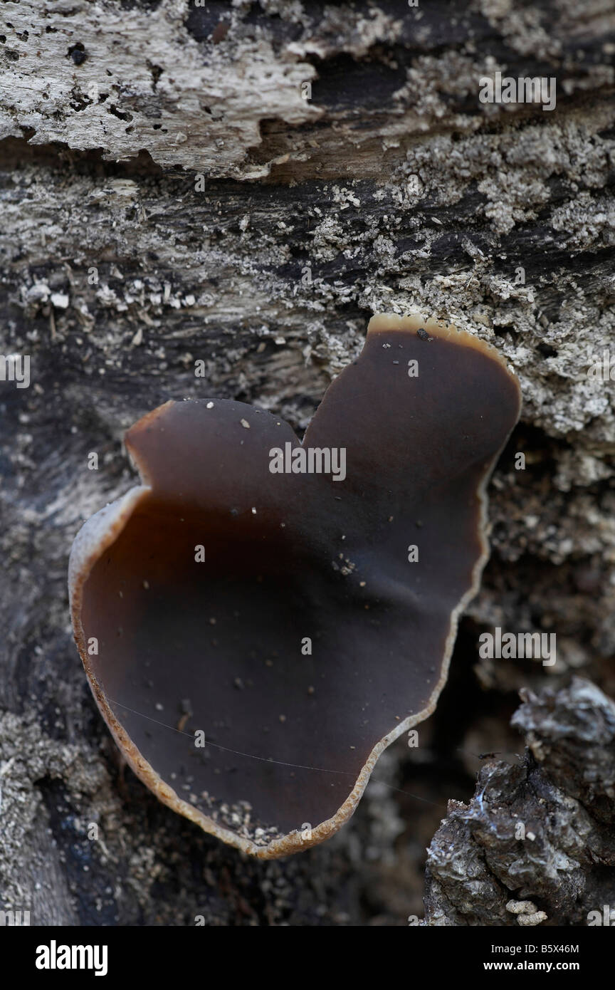 Peziza Repanda fungi Stock Photo