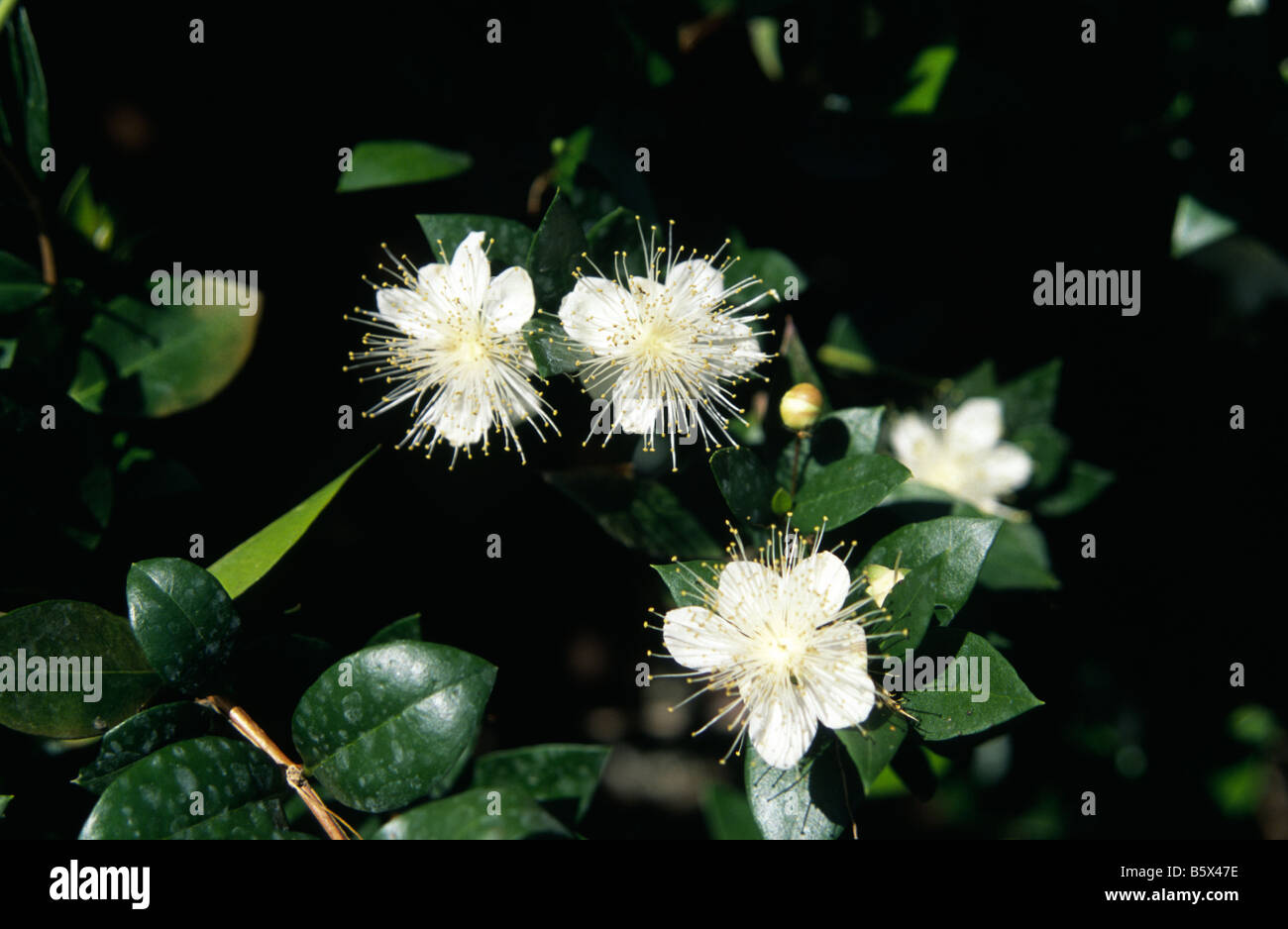 White flowering Myrtle Myrtus Communis Stock Photo