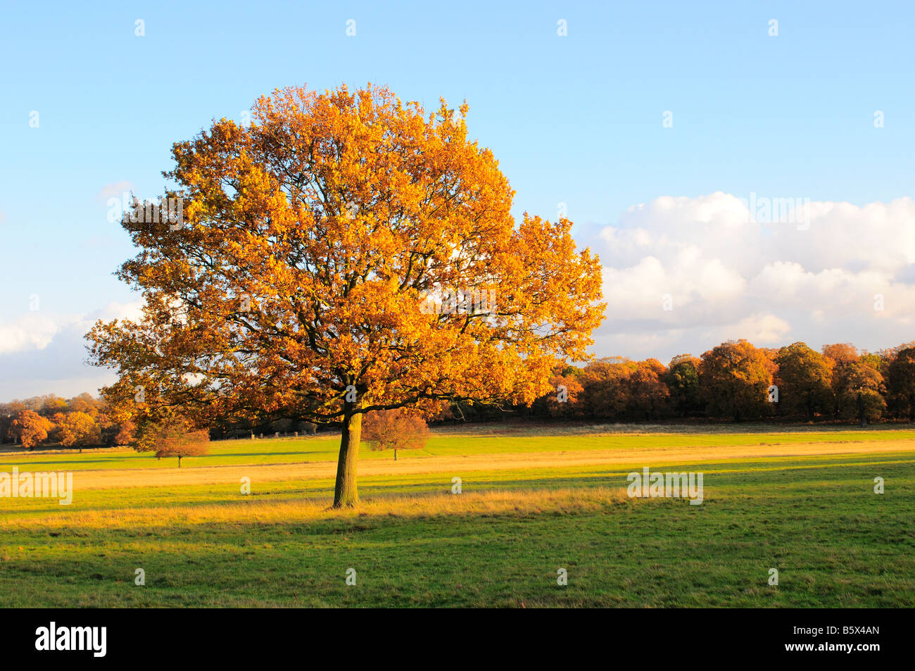 Autumn tree, Richmond Park, Richmond Upon Thames, Surrey, UK Stock Photo