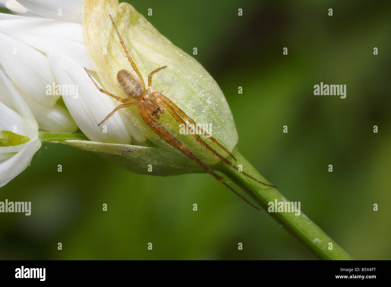 Ramsons or wild garlic Allium ursinum close up with Large Jawed Orb Web Spider Tetragnatha montana Stock Photo