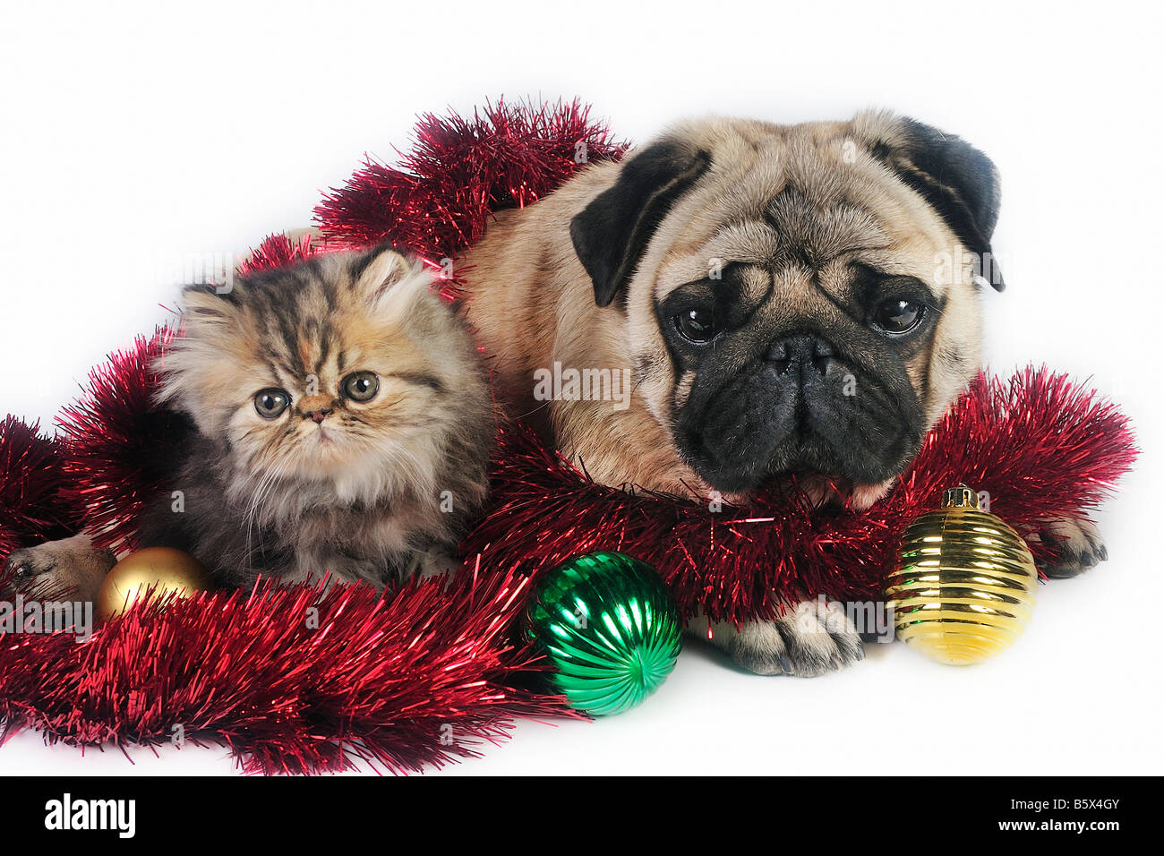 Pug dog with little Persian kitten surrounded by Christmas ornaments Stock Photo
