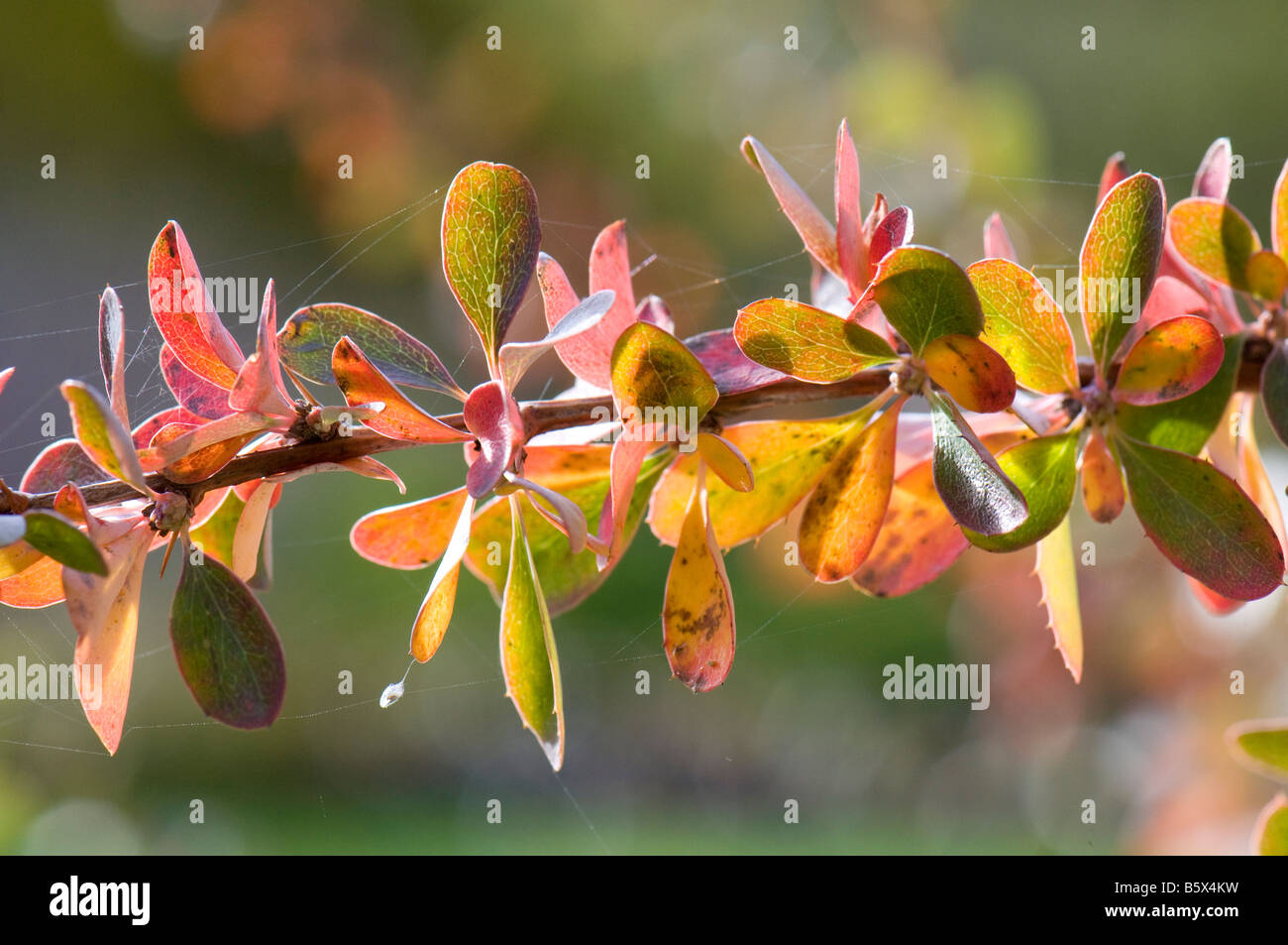 Berberis Dictyophylla leaves in Autumn Stock Photo