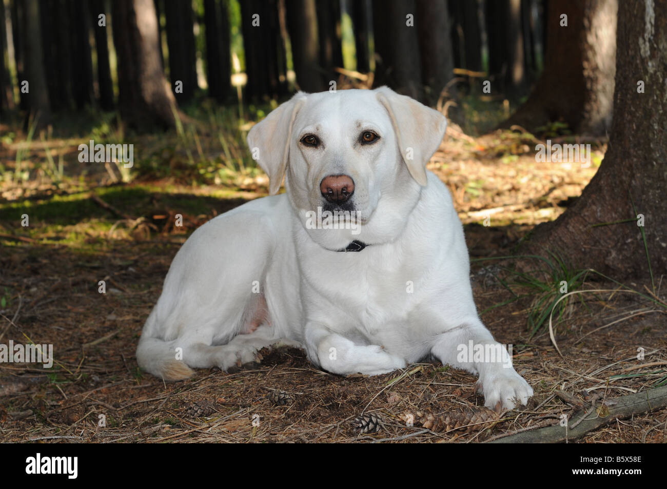White labrador retriever in the wood. Stock Photo