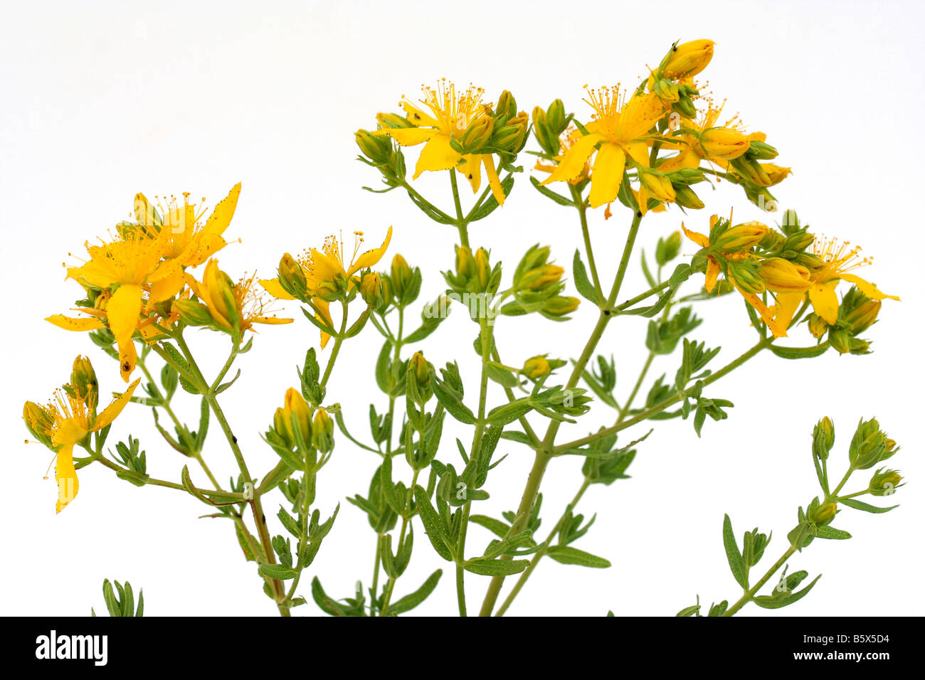 Saint John's wort Hypericum perforatum Stock Photo Alamy