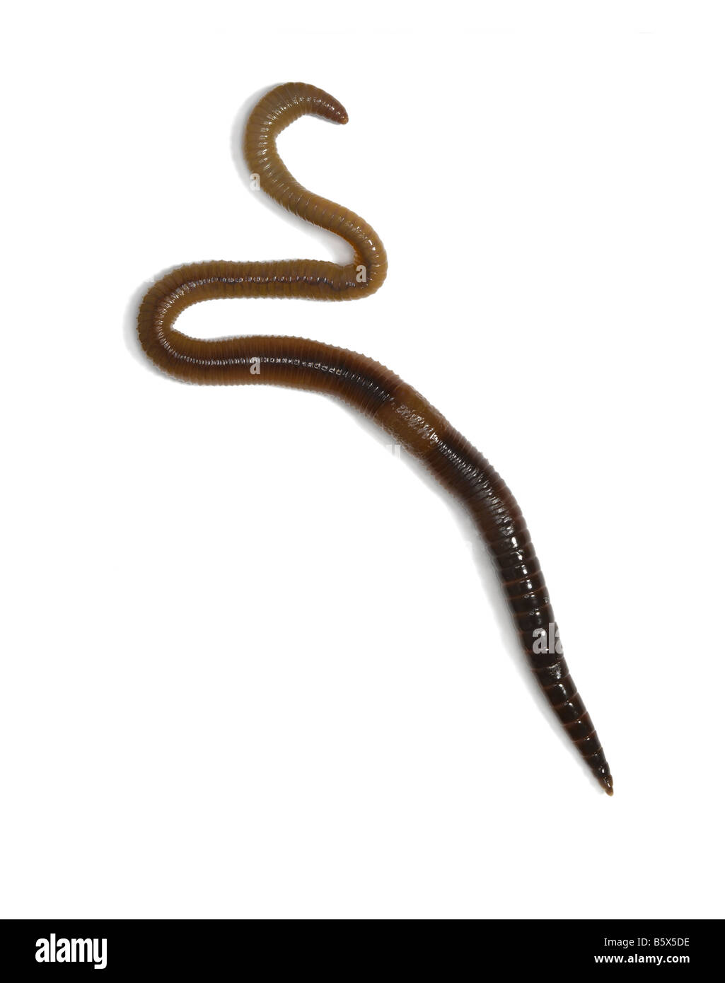 An earth worm Stock Photo