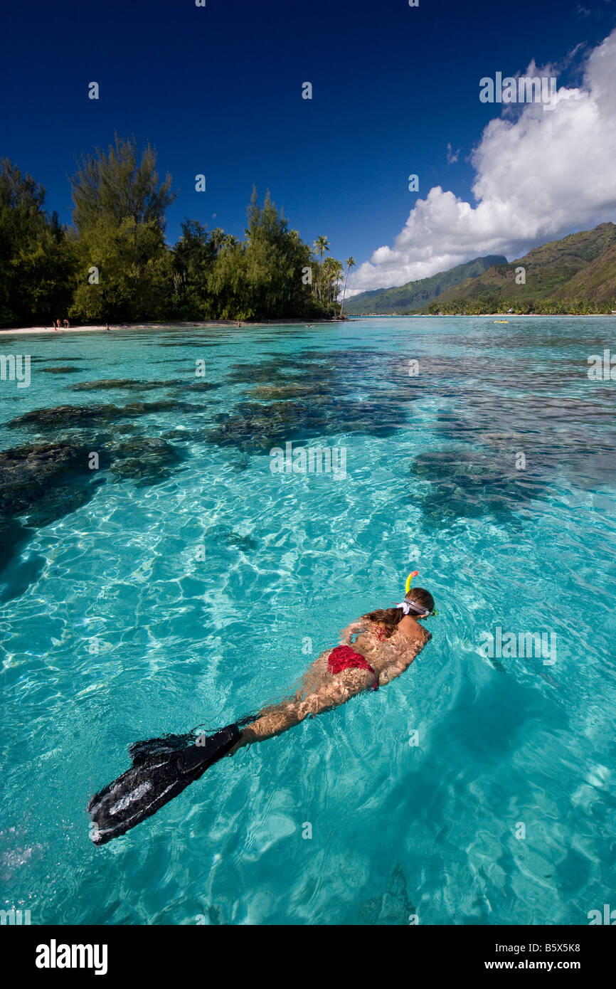 Snorkeler Floats In Lagoon Moorea Stock Photo Alamy snorkeler-floats-in-lagoon-moorea-stock-photo-alamy