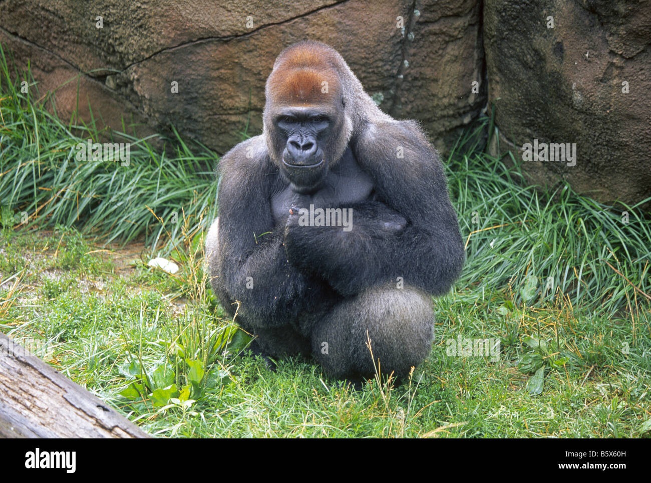 St louis zoo gorilla hires stock photography and images Alamy