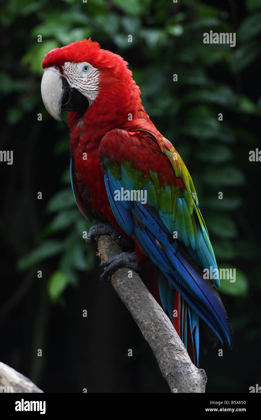 Tropical parrot has been famous for its vivid color and mimic sounds Stock Photo - Alamy Tropical parrot has been famous for its vivid color and mimic sounds Stock Photo - Alamy