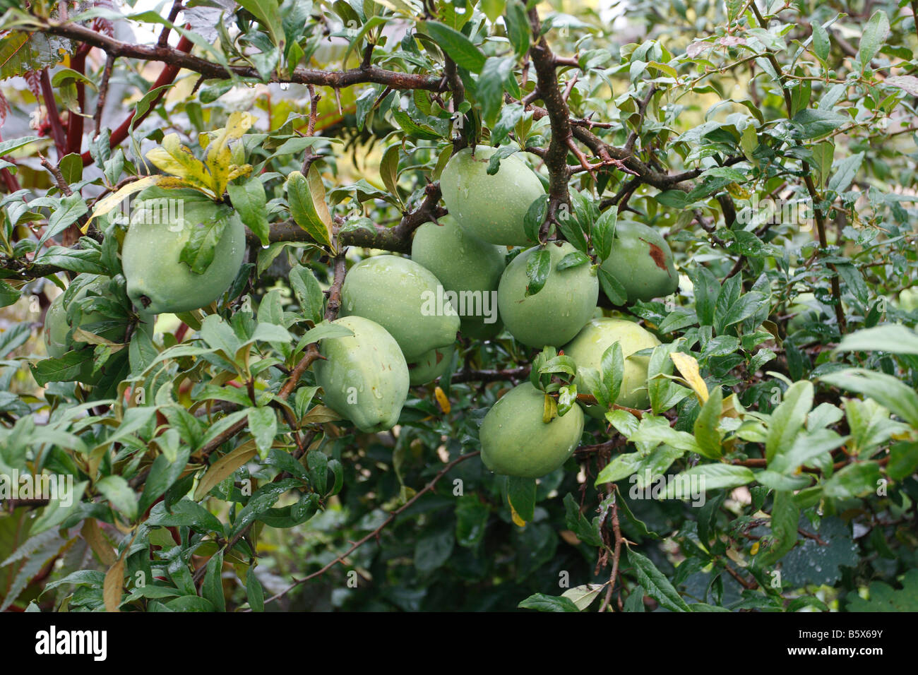 GIANT CHINESE QUINCE Chenomeles cathayensis FRUIT ON TREE Stock Photo ...