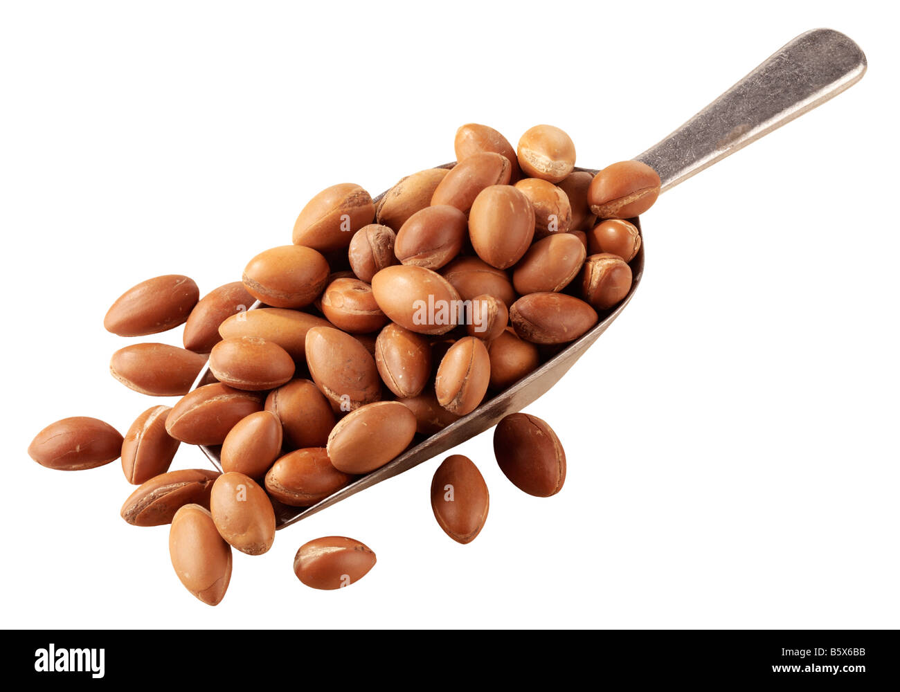MOROCCAN ARGAN NUTS,CUT OUT Stock Photo