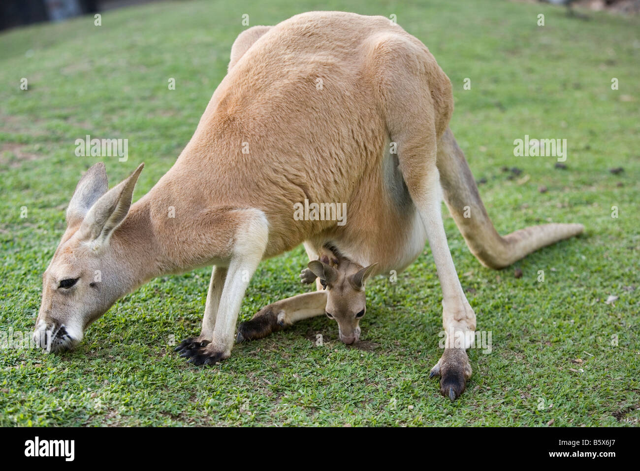 Kangaroo mother with Joey in pouch Stock Photo