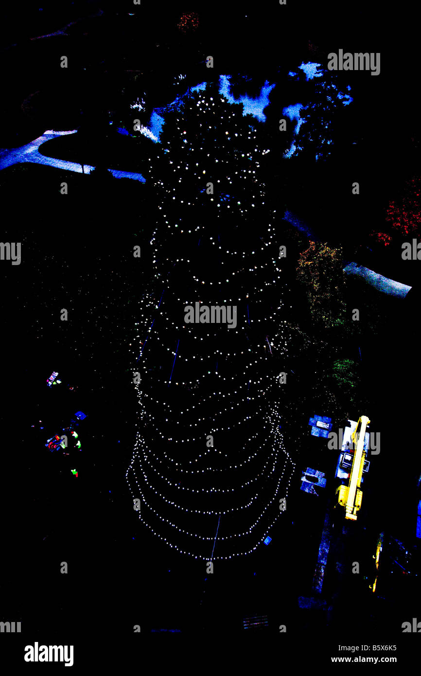 The Christmas lights on the Giant Redwood at Wakehurst Place that have