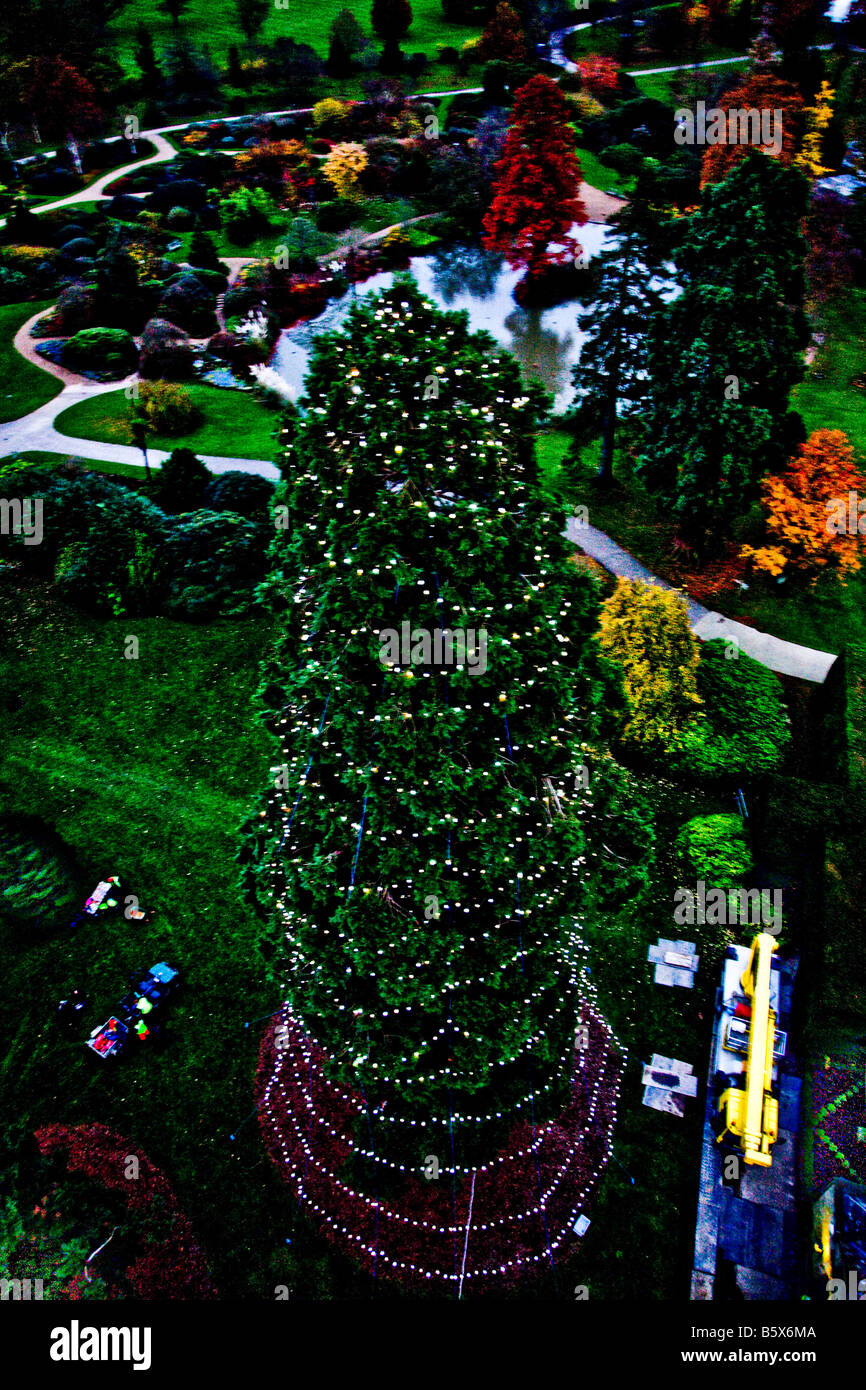 The Christmas lights on the Giant Redwood at Wakehurst Place that have