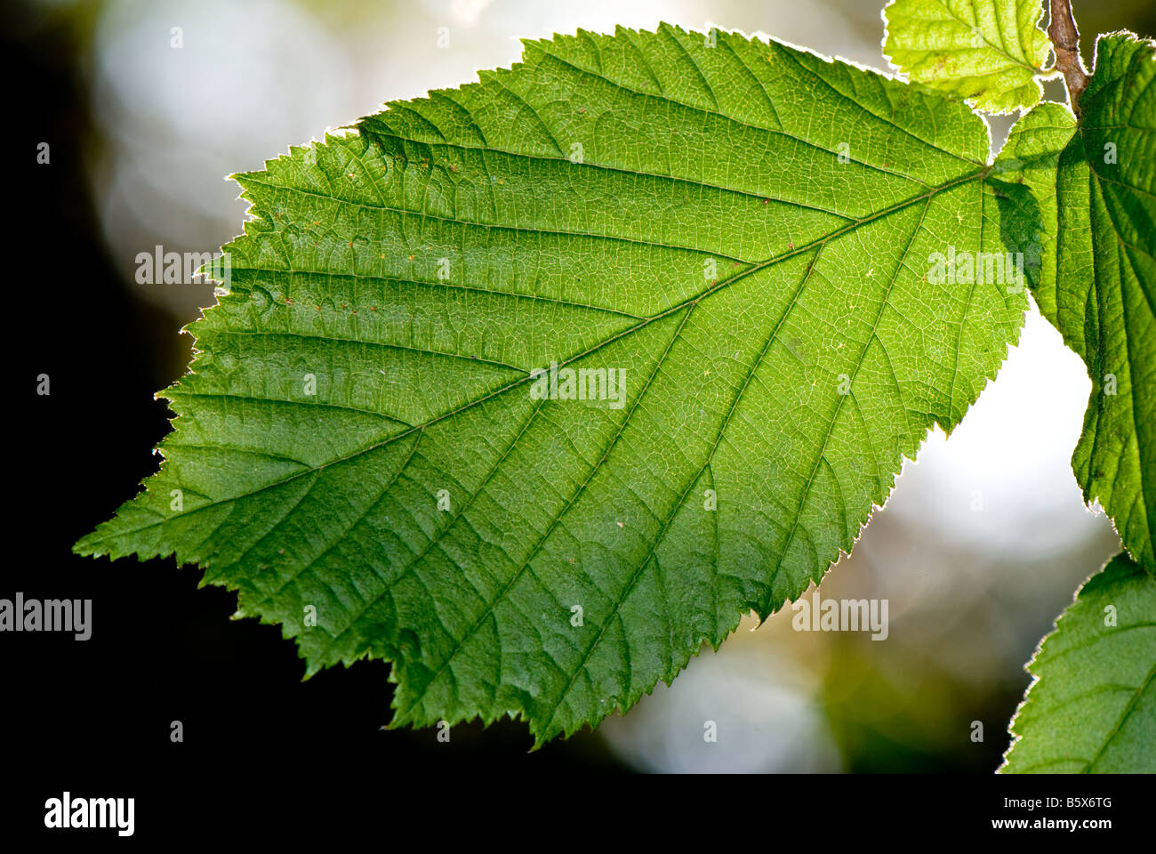Close-up of a Hazel leaf showing lateral and main veins Stock Photo