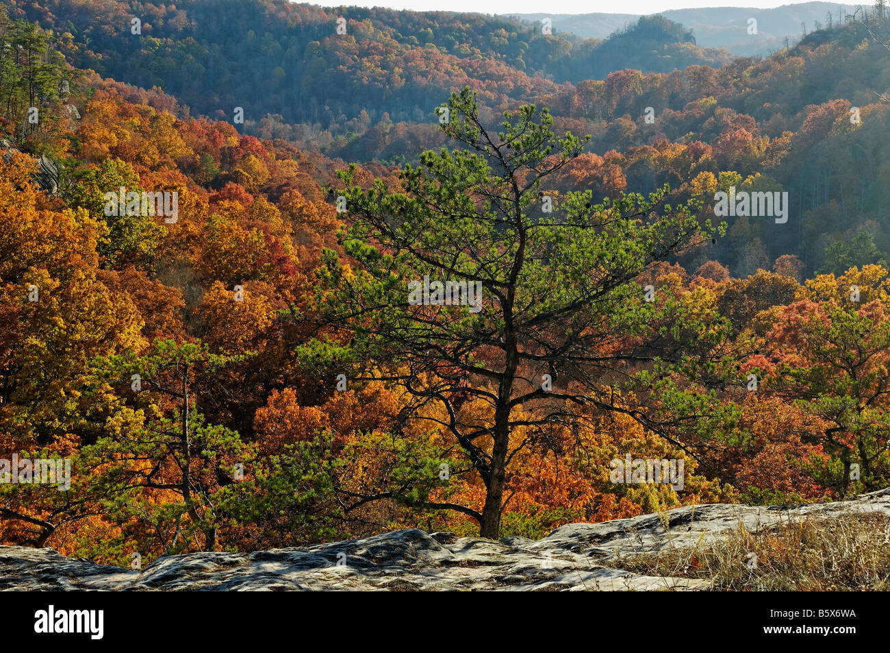 Autumn View of Pine Tree Perched on the Edge of the Gulf in Daniel Boone National Forest McCreary County Kentucky Stock Photo