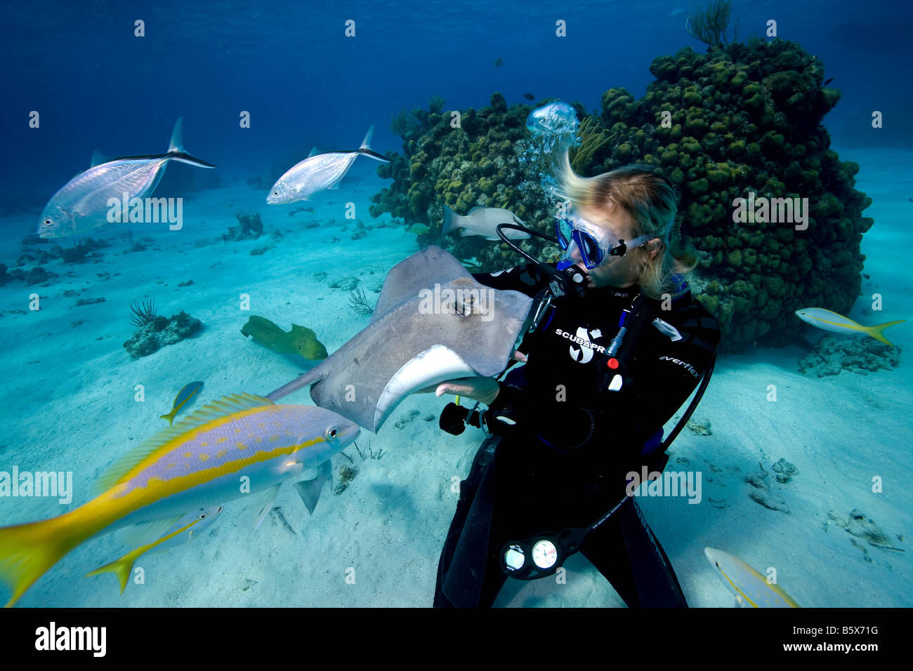 Scuba Diver and Southern Stingray (Dasyatis americana) Stock Photo