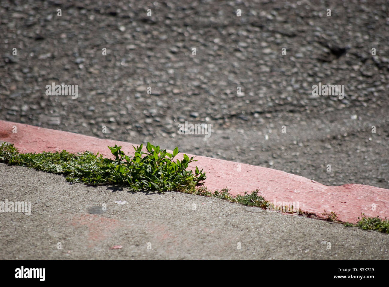Sidewalk cracks weed hires stock photography and images Alamy