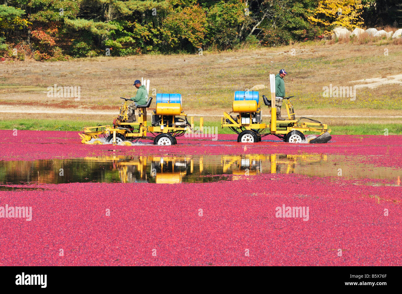 2 men riding on equipment in a flooded bog harvesting red ripe cranberries in New England on an autumn fall day Stock Photo