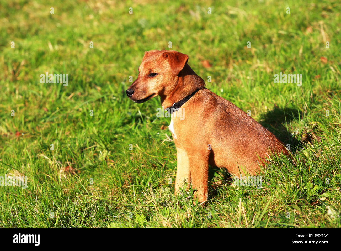 Young Patterdale Jack Russell Cross Puppy Dog Sitting In Sunny Grassy Stock Photo Alamy