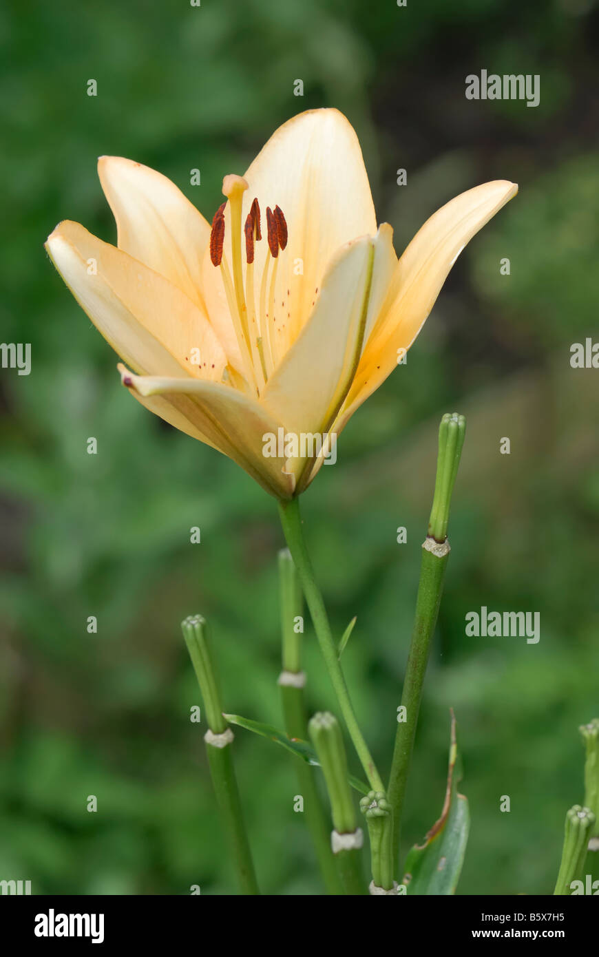 Orange Lily Lilium bulbiferum garden plant Stock Photo - Alamy