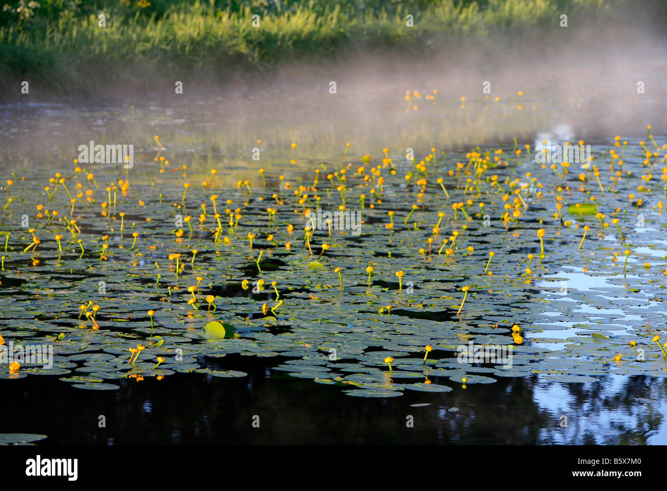 Misty canal with yellow water lilies near the palace of Tsar Pavel (Paul) I in Pavlovsk (Saint Petersburg), Russia Stock Photo