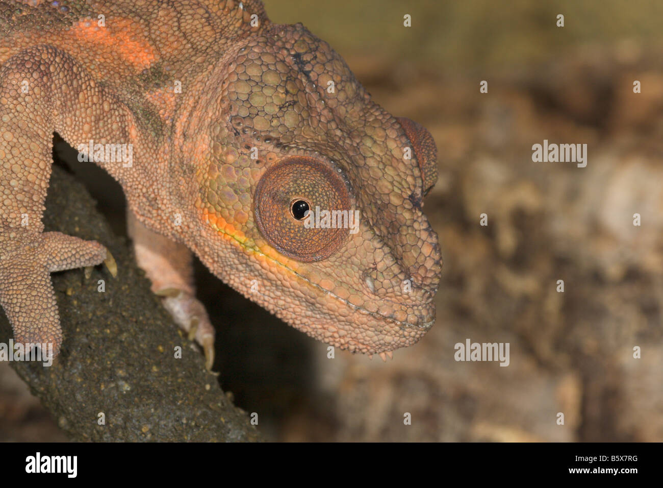 Parson s Chamaeleon or Chameleon Calumma parsonii female head portrait Stock Photo