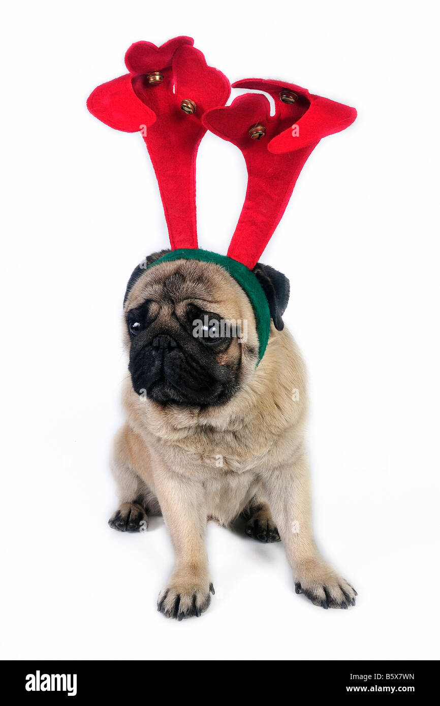Pug dog wearing antler, funny expression Stock Photo Alamy