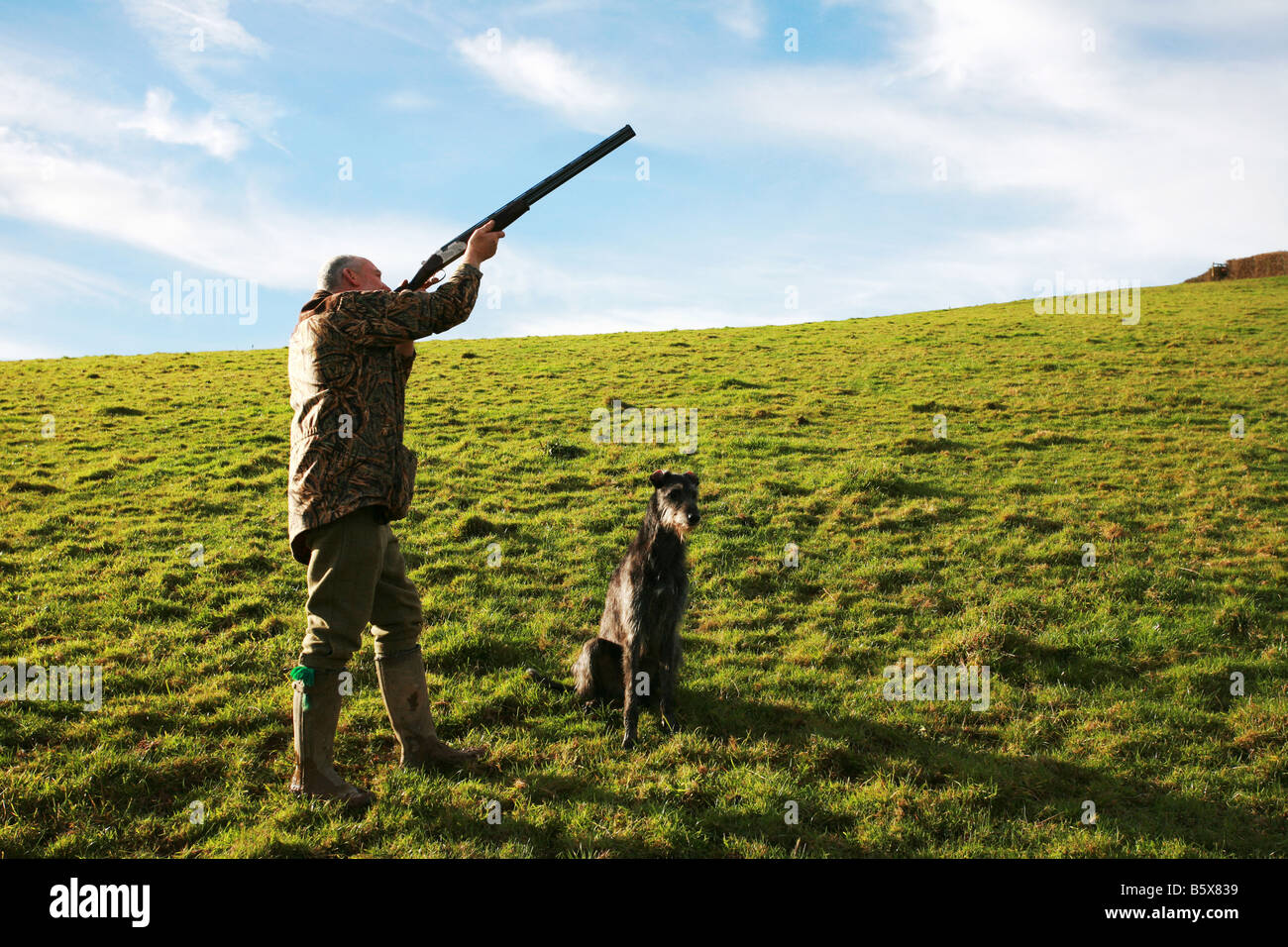 Pheasant hunter shooting shotgun skywards at driven pheasants as