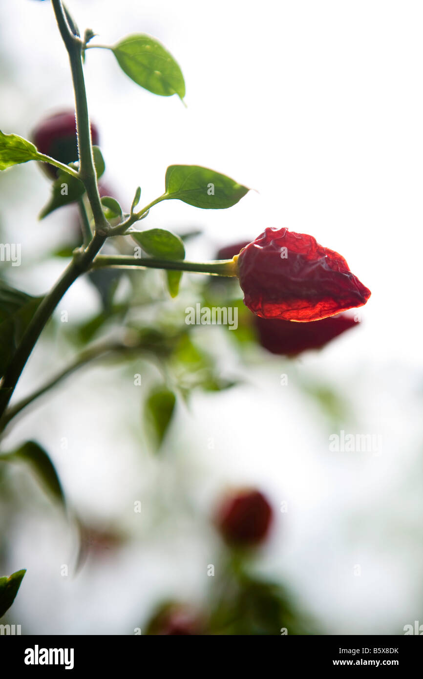 Single red pepper growing on a vine Stock Photo Alamy