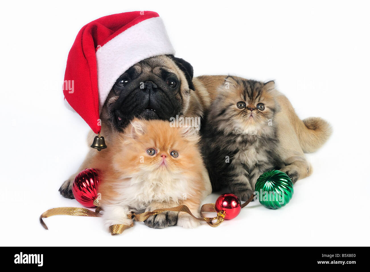 Pug dog wearing Santa hat with two little Persian kittens, surrounded by Christmas ornaments. Stock Photo
