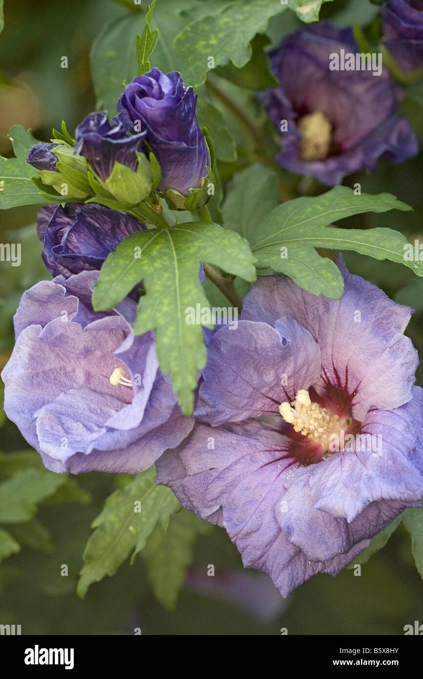rose of sharon blossoms / Hibiscus syriacus Stock Photo Alamy