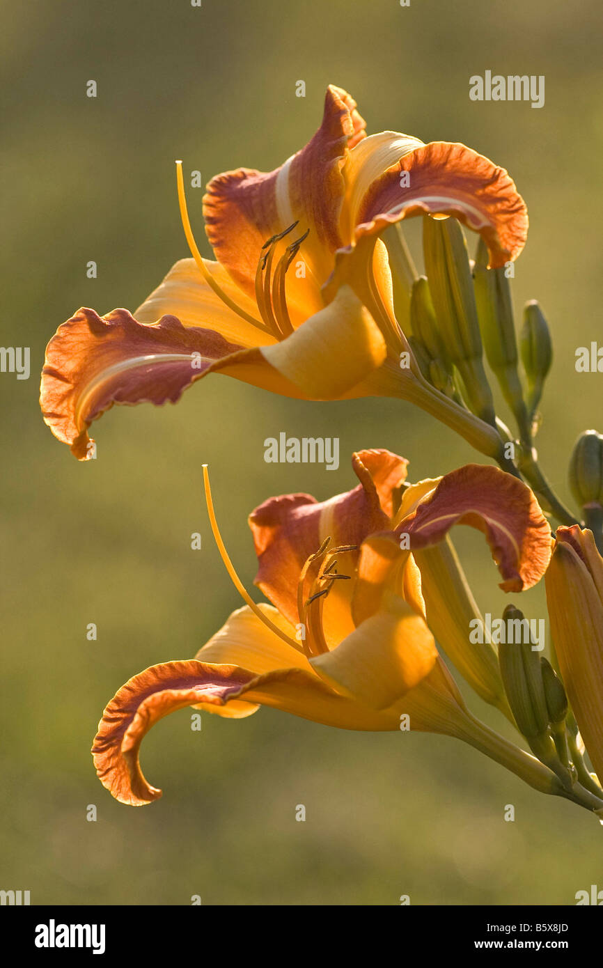 daylily blossoms Stock Photo Alamy