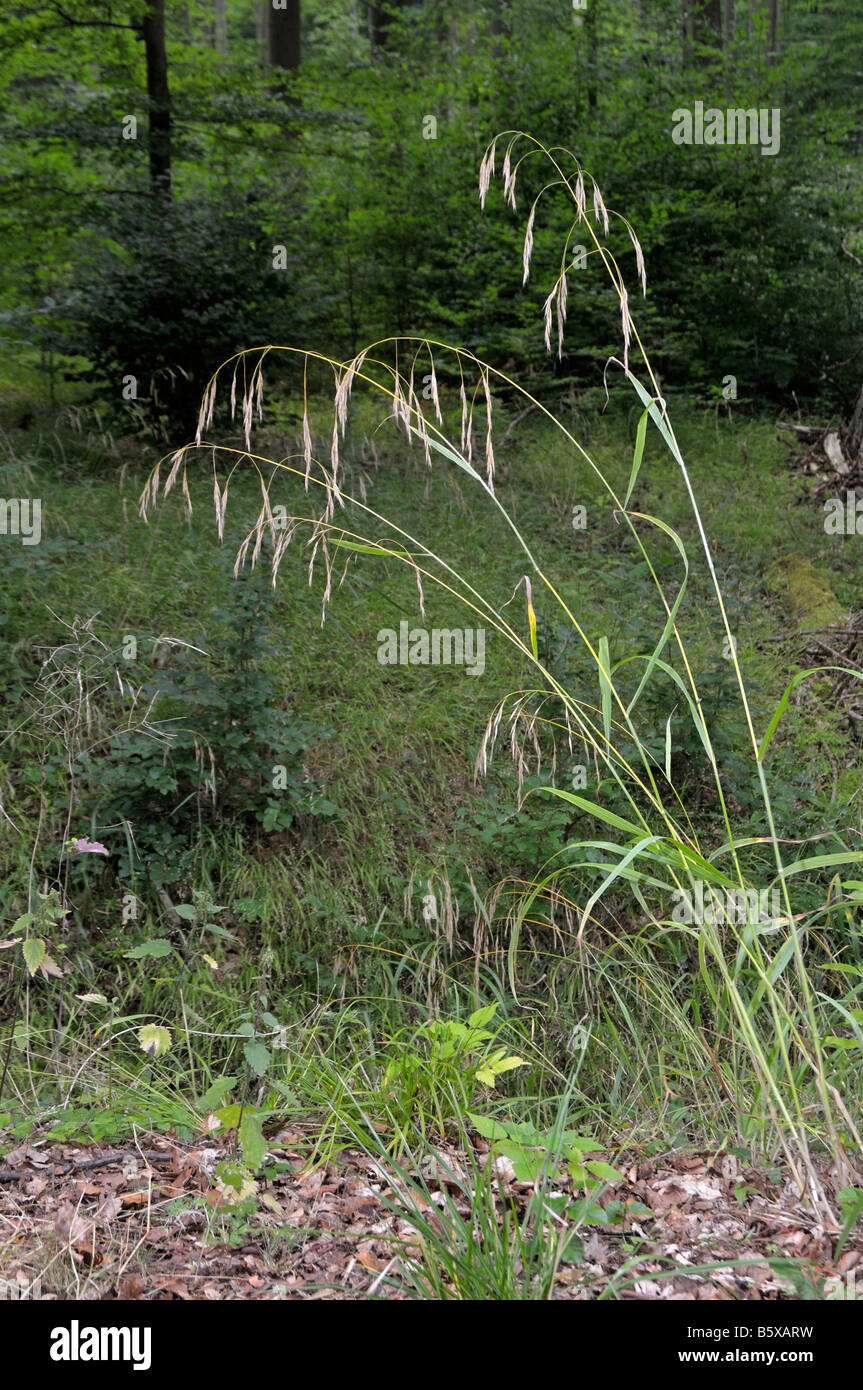 Hairy Brome (Bromus ramosus), plant Stock Photo