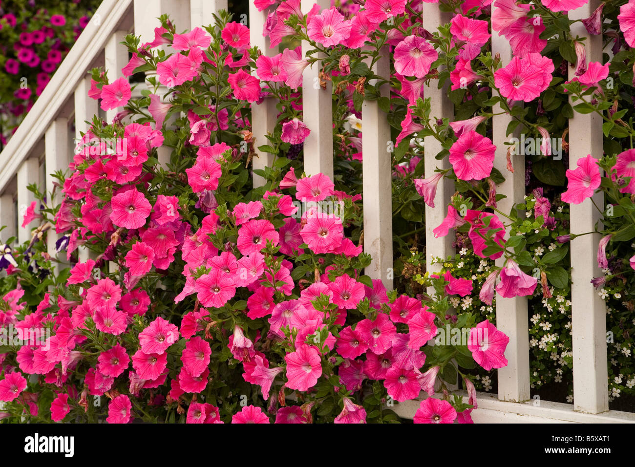 Petunias, Petunia calibrachoa, annuals, perennials, flower, flowers, plant, hybrid, summer, fall, bloom, blooms Stock Photo