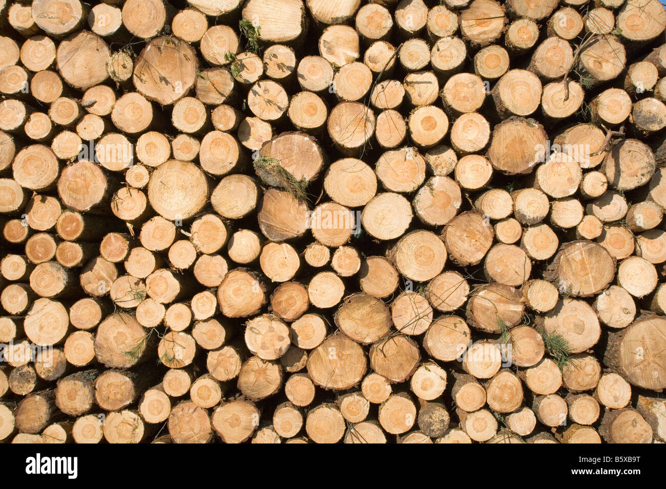 Pile of tree logs Stock Photo Alamy