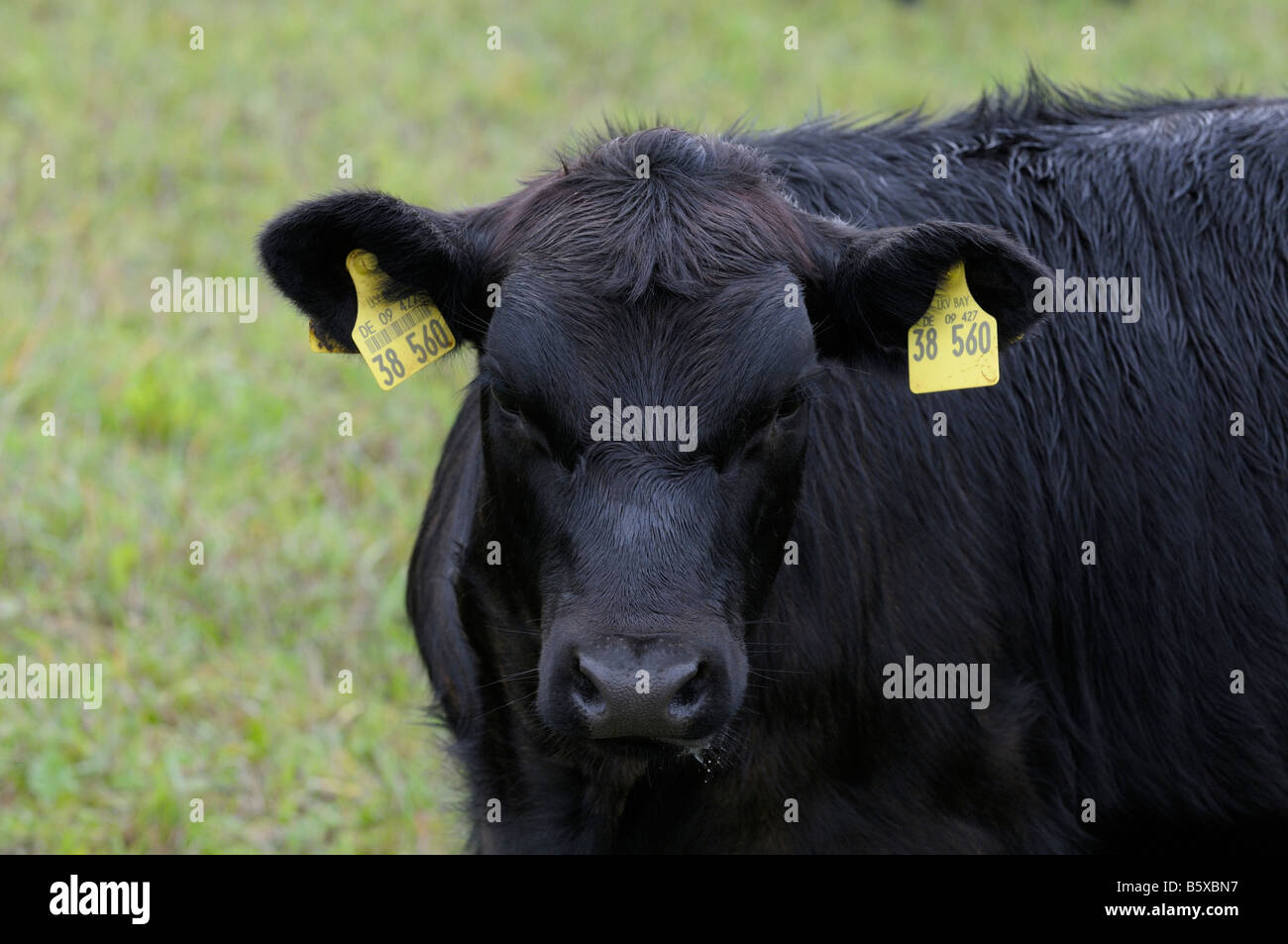 German Angus Cattle (Bos taurus), portrait of black individual Stock