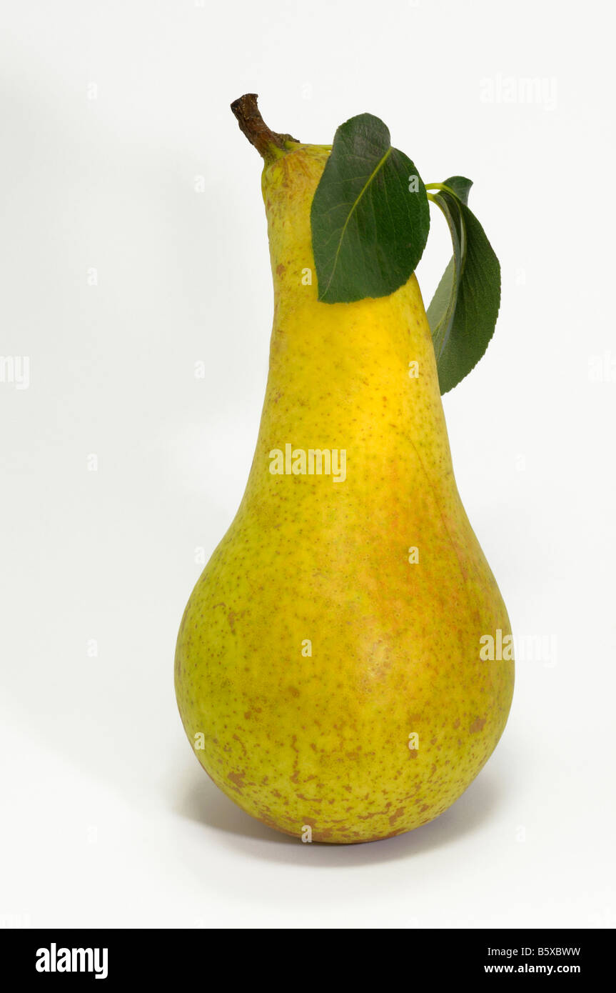 Common Pear, European Pear (Pyrus communis), variety: Conference, ripe fruit with leaf, studio picture Stock Photo